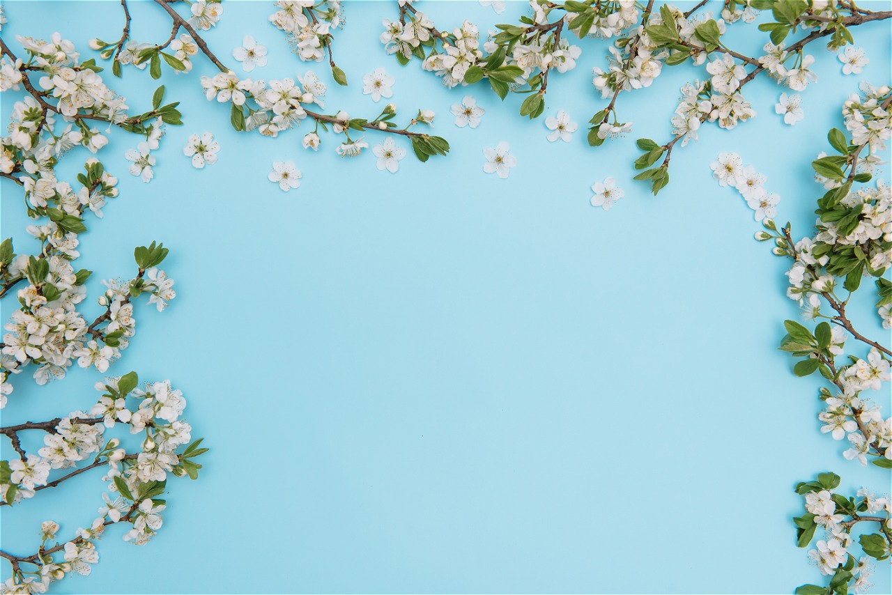 photo spring white cherry blossom tree blue surface 2